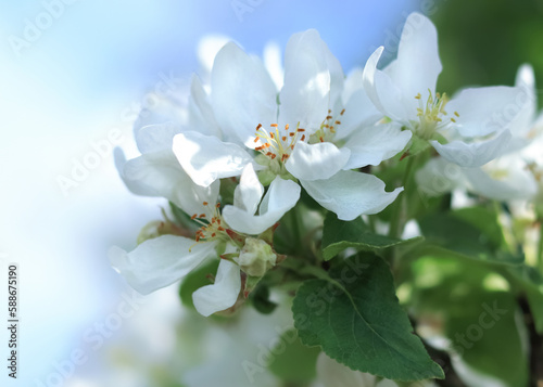 Apple blossom on the background of the sky. Branches white flowers green leaves . Beautiful trees blossom. Spring orchard. Spring sunny day. Fruit tree flowers. Floral background. Copy space. 