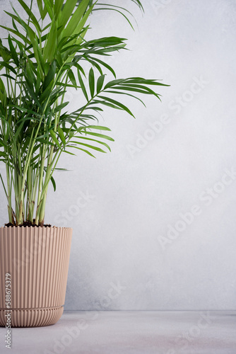 Hamedorea palm in a flower pot