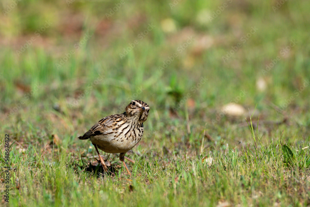 Obraz premium Song sparrow perched on the ground looking and foraging for food