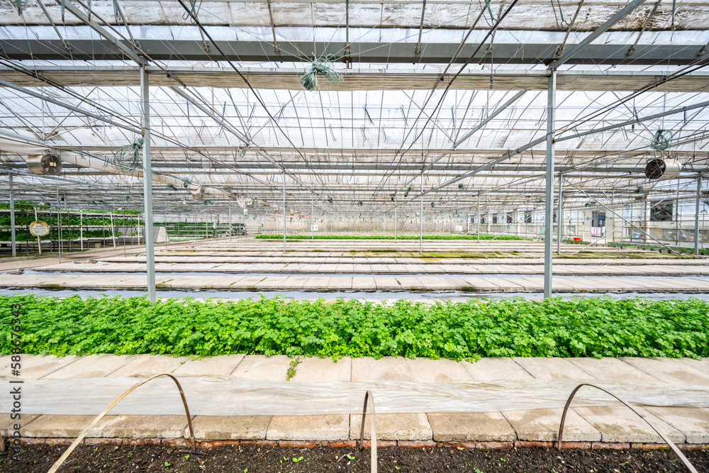 Naklejka premium Greenhouse vegetable planting background material