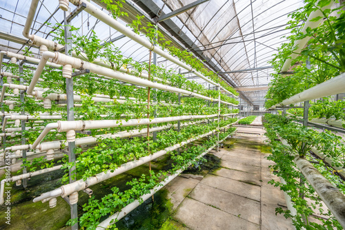 Soilless Hydroponic Celery in Panlong Vegetable Expo Garden, Xiangtan, China