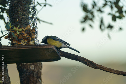 Blue Tit perched on a tree feeder