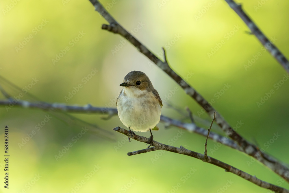 Female European pied flycatcher, Ficedula hypoleuca perched on a branch on a summer morning in Finnish nature Female European pied flycatcher, Ficedula hypoleuca perched on a branch on a summer morning in Finnish nature