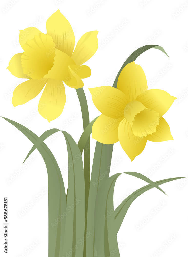 Yellow daffodils flower vector for design Yellow daffodils flower vector for design