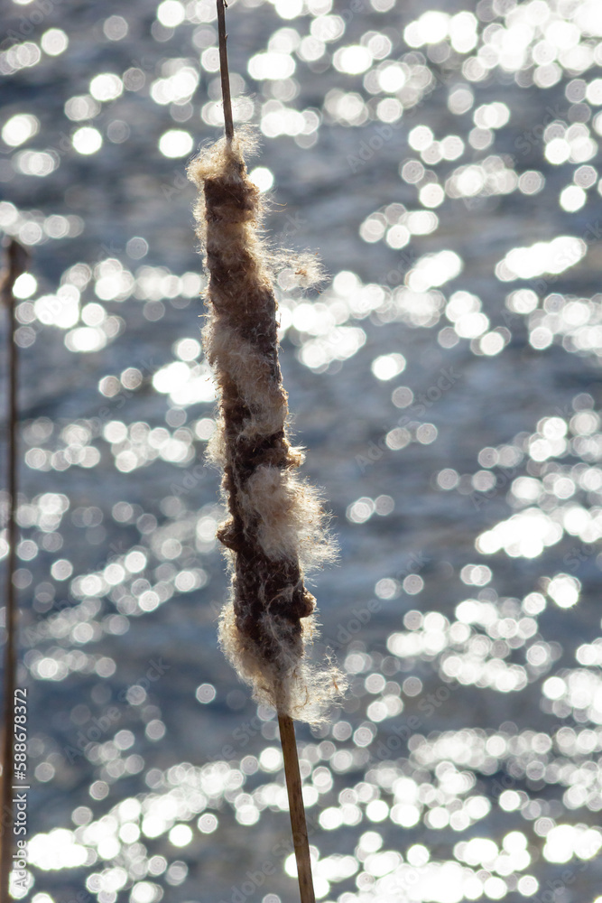 Cattails bulrush Typha latifolia beside river. Closeup of blooming cattails during early spring snowy background. Flowers and seed heads of fluffy cattail Cattails bulrush Typha latifolia beside river. Closeup of blooming cattails during early spring snowy background. Flowers and seed heads of fluffy cattail