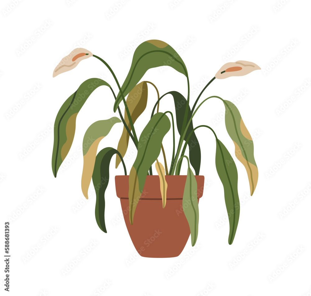 Withered flower plant in pot. Wilted dying ill leaves of dry houseplant in planter. Ugly dead