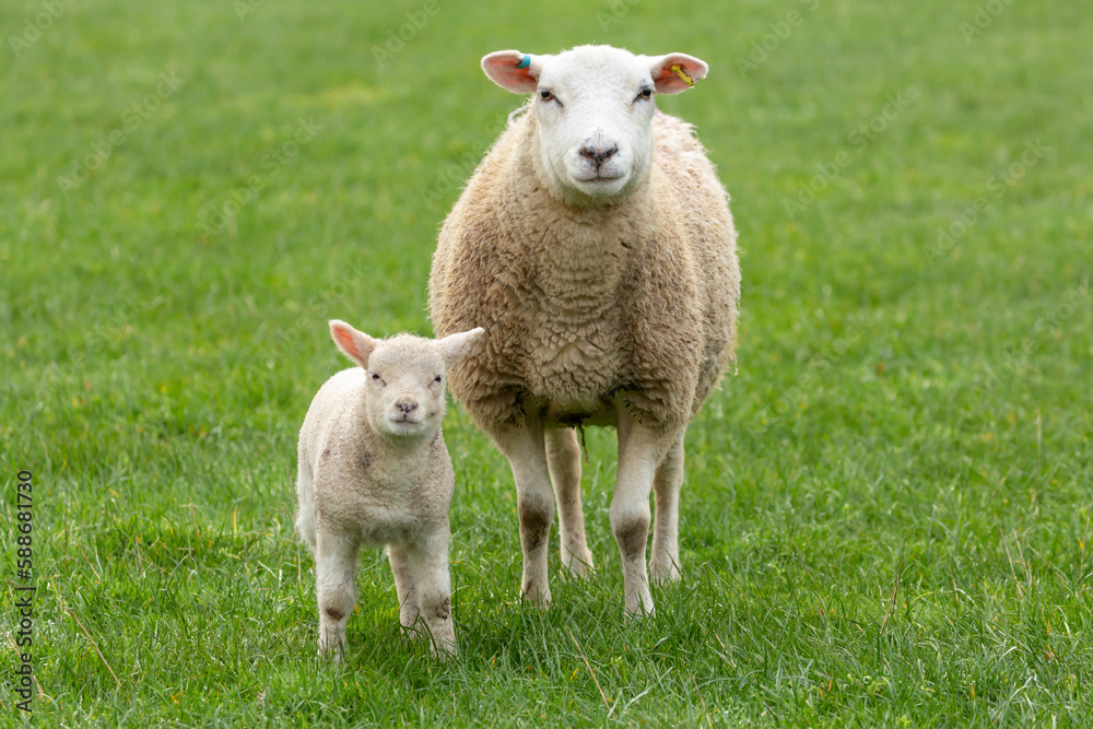Close up of a ewe, or female sheep with her young lamb in Springtime, facing camera. Concept: a mother's love.  Clean, green background. Yorkshire Dales, UK.  Copy space, horizontal.