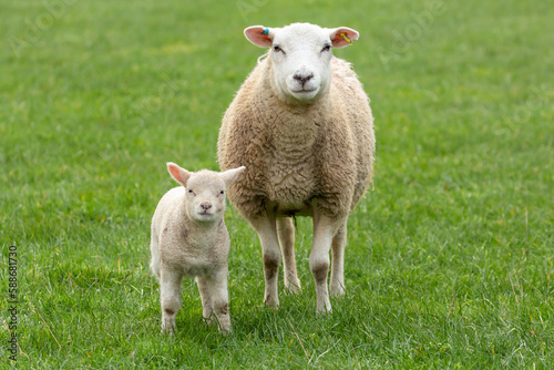 Close up of a ewe, or female sheep with her young lamb in Springtime, facing camera. Concept: a mother's love. Clean, green background. Yorkshire Dales, UK. Copy space, horizontal.