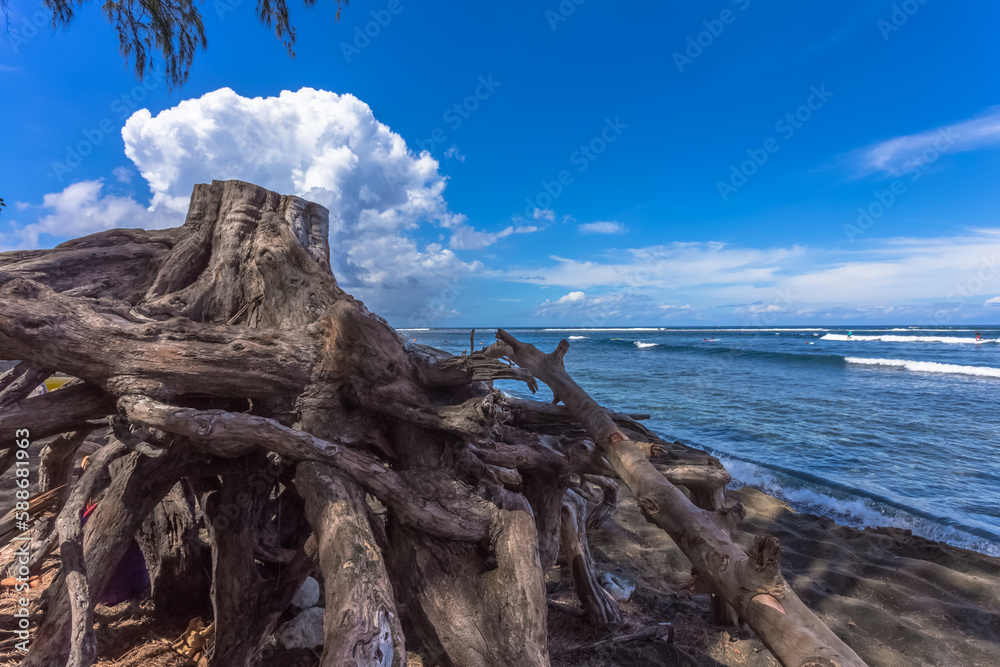 Souche d’arbre sur plage, concept réchauffement climatique, montée des Eaux