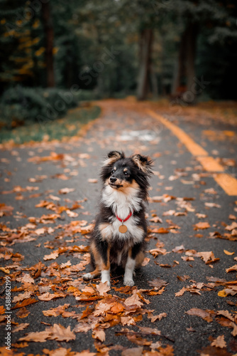 A dog sits on the ground in autumn leaves.