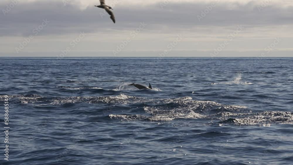 Bird flies over dolphins jumping over sea surface by Azores, handheld Bird flies over dolphins jumping over sea surface by Azores, handheld