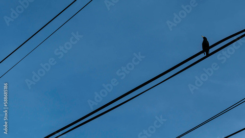 Un oiseau sur des câbles électriques 
