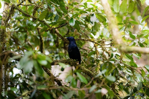 Closeup shot of a satin bowerbird on the branch of a tree photo