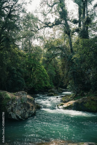 Vertical shot of a beautiful river in the forest in Australia