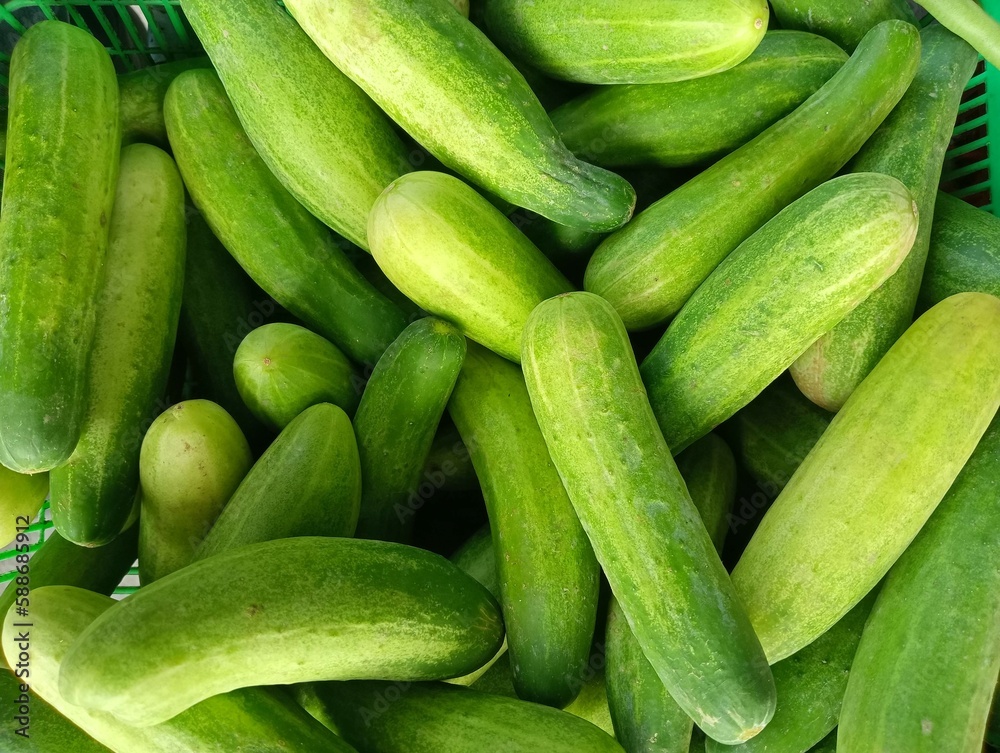 cucumbers in the market cucumbers in the market