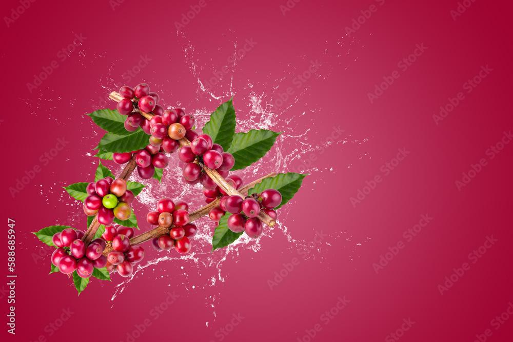 Fototapeta premium Creative layout made from Fresh Arabica Coffee beans ripening and water Splashing on a red background.