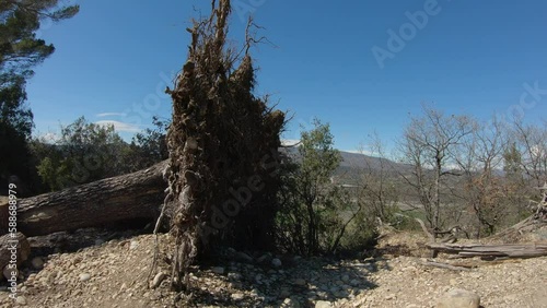 travelling view of fallen tree on the ground with impressive roots