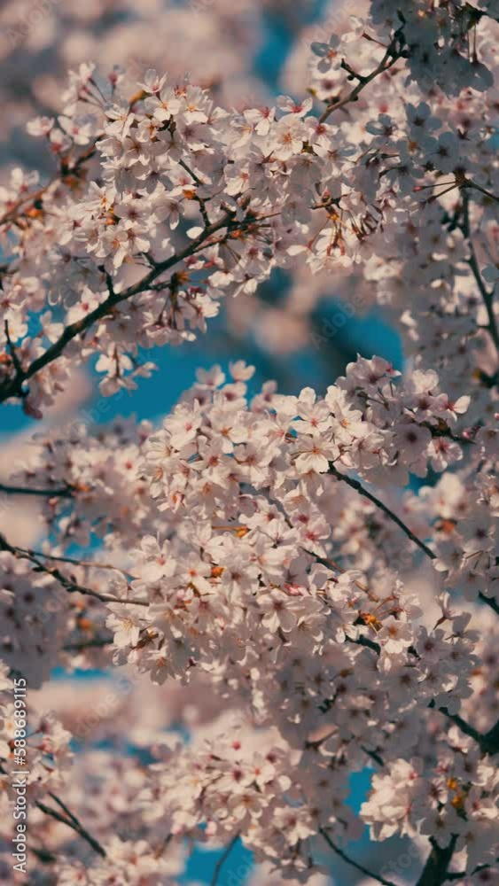 Cherry blossoms or sakura flowers in full bloom blowing in wind under the blue sky in spring, Nature or outdoor background, Vertical video for smartphone footage, Digital signage, Slow motion Cherry blossoms or sakura flowers in full bloom blowing in wind under the blue sky in spring, Nature or outdoor background, Vertical video for smartphone footage, Digital signage, Slow motion