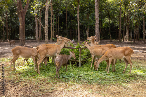 Herd of deer eating grass in the zoo
