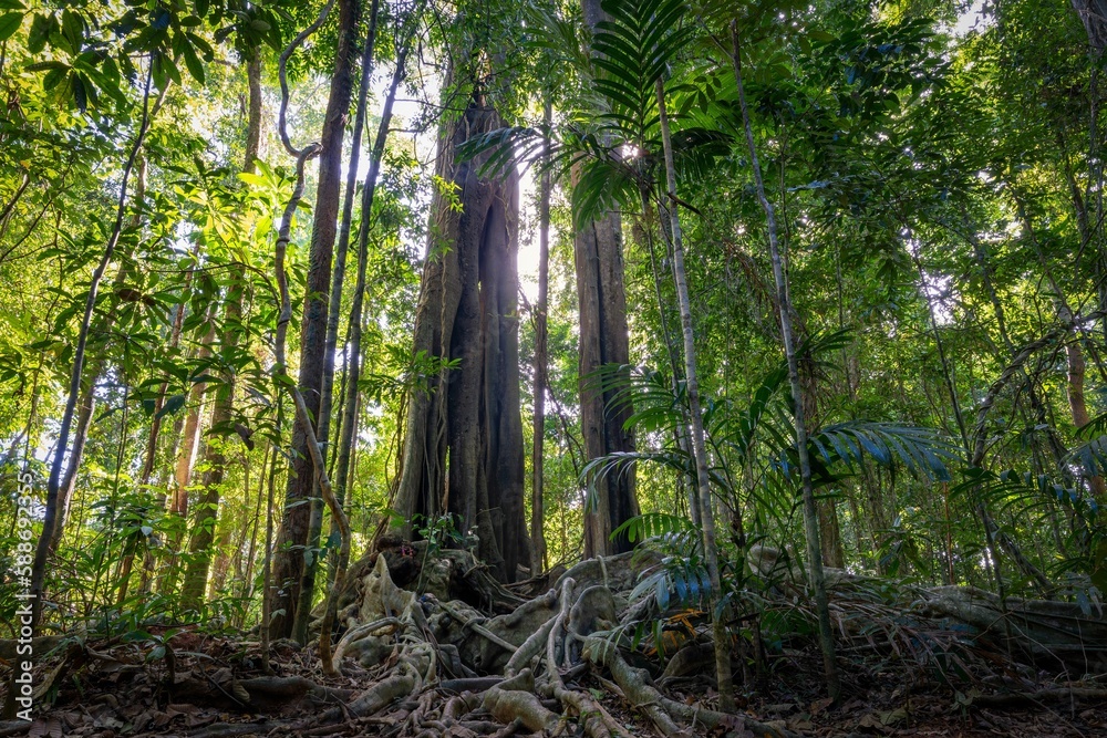 Fototapeta premium Tall old trees in the forest of the Koh Kood island in Thailand on a sunny day