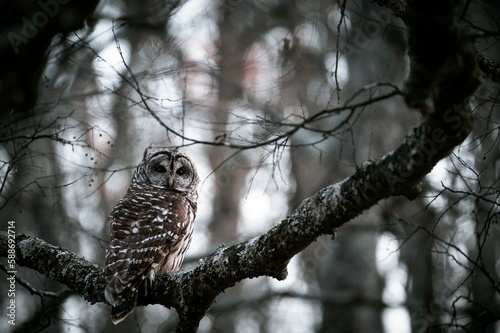 Spotted owl (Strix occidentalis) perched on a tree branch in gray tones on the blurred background