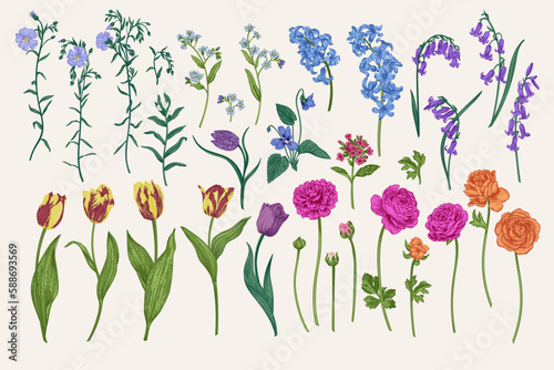 Set with spring and summer flowers. Garden plants. Vector illustration. Tulips  hyacinths  flax  ranunculus  hyacinthoides.