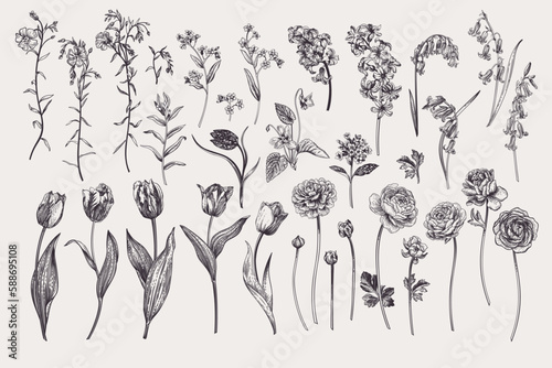 Set with spring and summer flowers. Garden plants. Vector illustration. Tulips, hyacinths, flax, ranunculus, hyacinthoides. Black and white.
