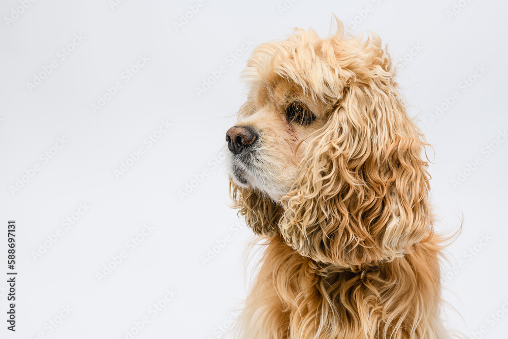 Close-up of the head of an American Cocker Spaniel on a white background.