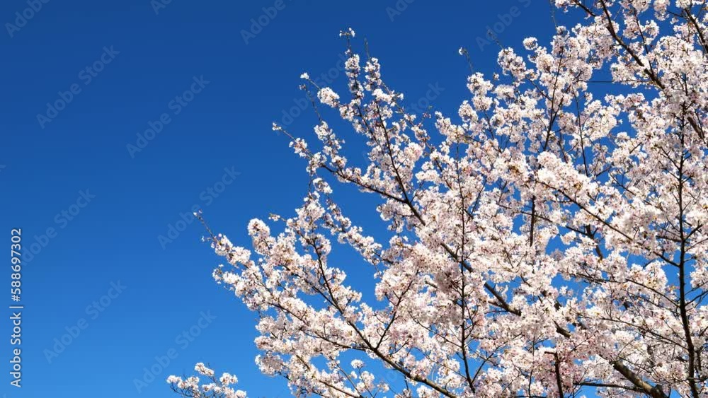 Cherry blossoms or sakura flowers in full bloom blowing in wind under the blue sky in spring, Nature or outdoor background, Digital signage Cherry blossoms or sakura flowers in full bloom blowing in wind under the blue sky in spring, Nature or outdoor background, Digital signage