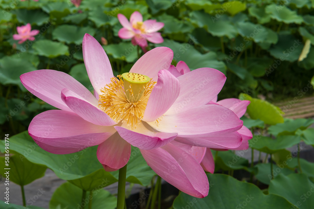 ピンクのハス（Nelumbo nucifera）の花をクローズアップ【神成古代ハスの郷】日本群馬県富岡市