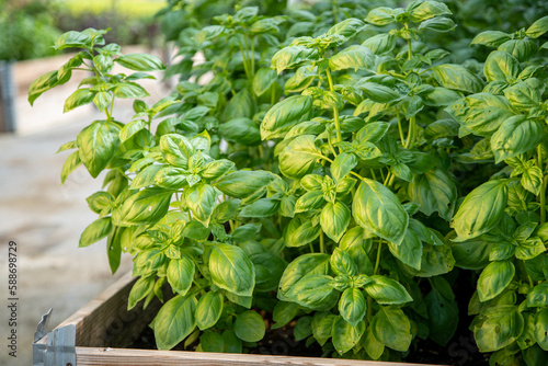 Coltivazione di basilico ligure, in Italia