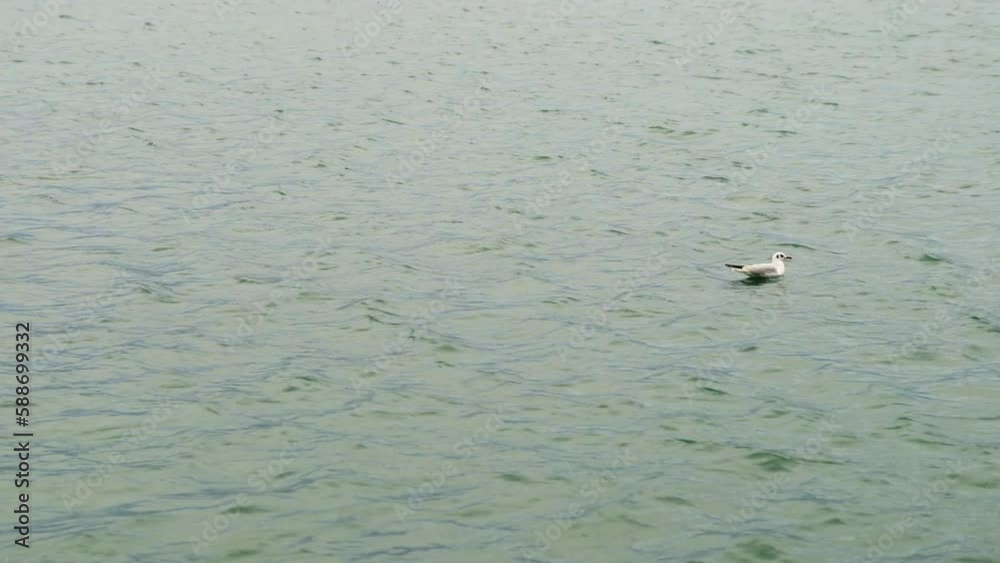 Seagull landing on the water and then flying away Seagull landing on the water and then flying away