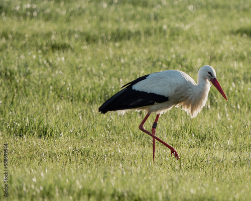 Storch Osnabrück im Flug Natur Tier Fotografie