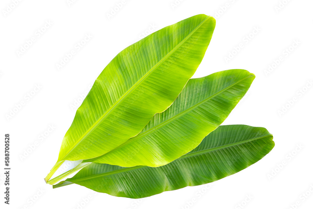Obraz premium Fresh banana leaves on white background.