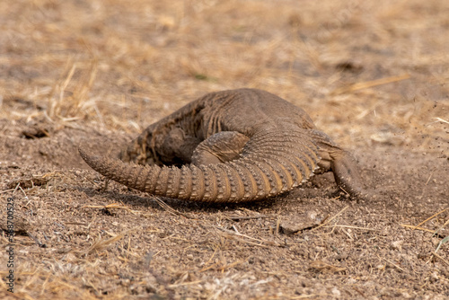 Saara hardwickii or the Indian spiny-tailed lizard, observed near Nalsarovar photo