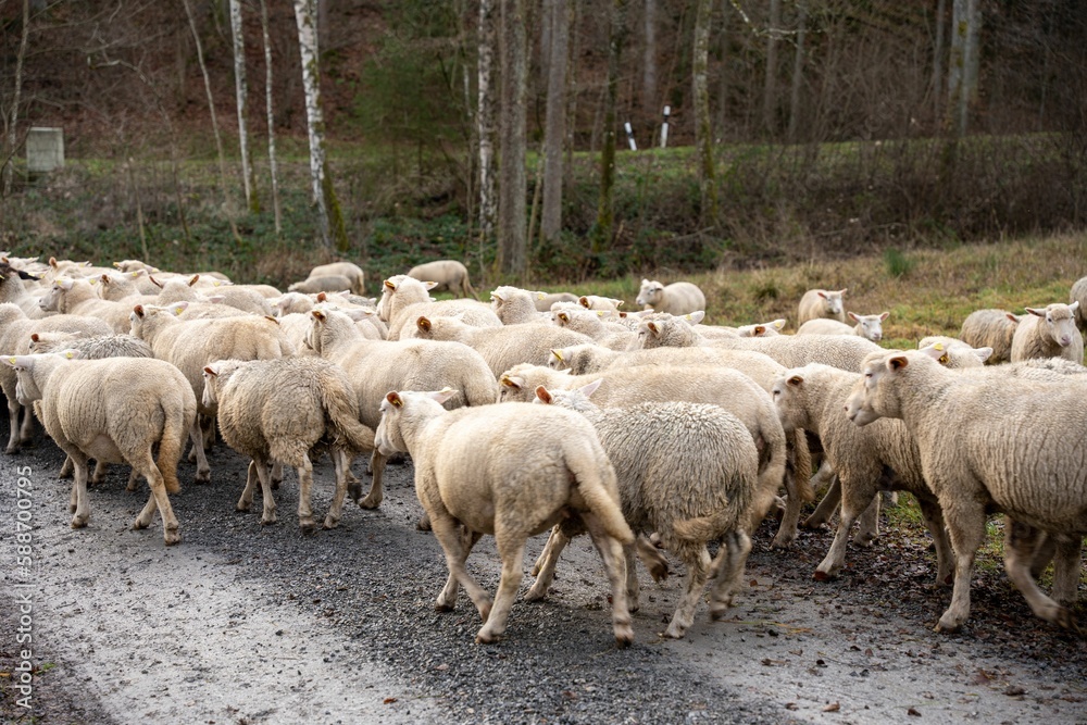 Herd of sheep grazing on a rural field in Germany Herd of sheep grazing on a rural field in Germany