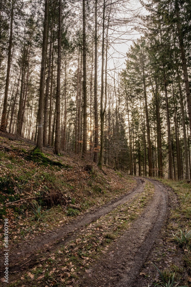 Fototapeta premium Vertical shot of a trail through a beautiful autumn forest in Baden-Wurtemberg, Germany
