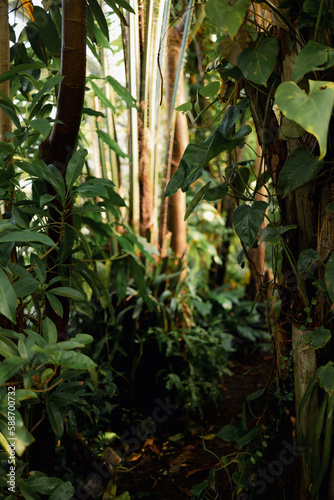 Different varieties of tropical trees and plants.