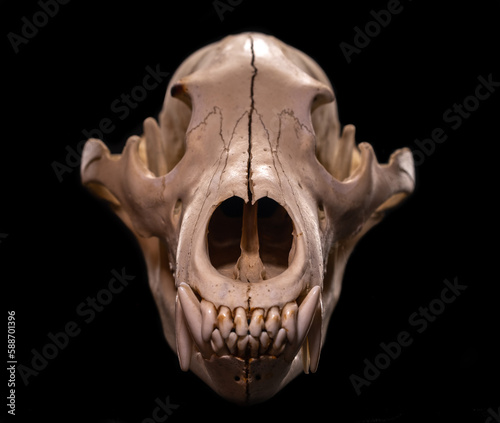 Bear skull on black background