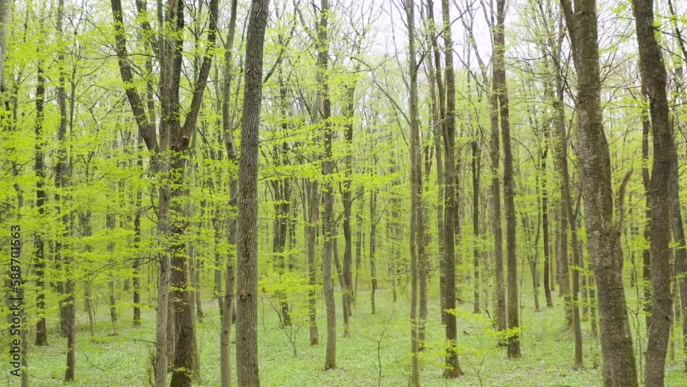Fresh green beech forest beautifully illuminated by warm rays of the spring sun, with the foliage gently moving in the soft breeze. Spring in the forest. Fresh green gras in the young forest. Fresh green beech forest beautifully illuminated by warm rays of the spring sun, with the foliage gently moving in the soft breeze. Spring in the forest. Fresh green gras in the young forest.