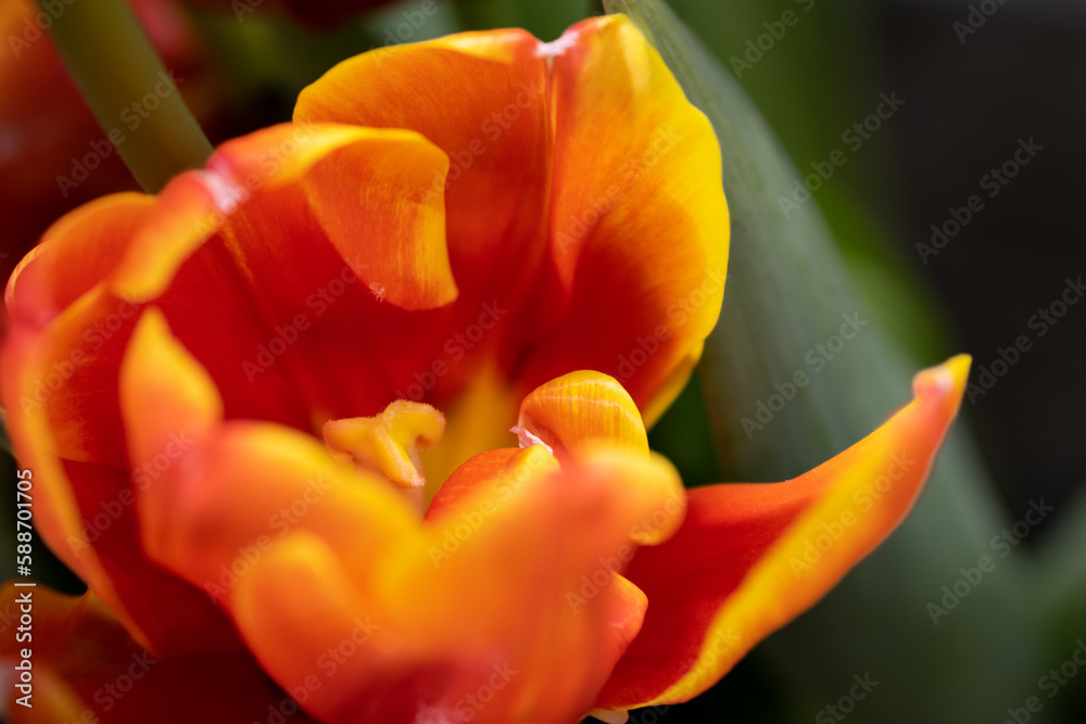 orange parrot tulip in close-up orange parrot tulip in close-up