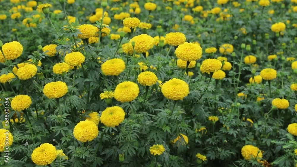 Beautiful marigold yellow flower  swaying in the wind
