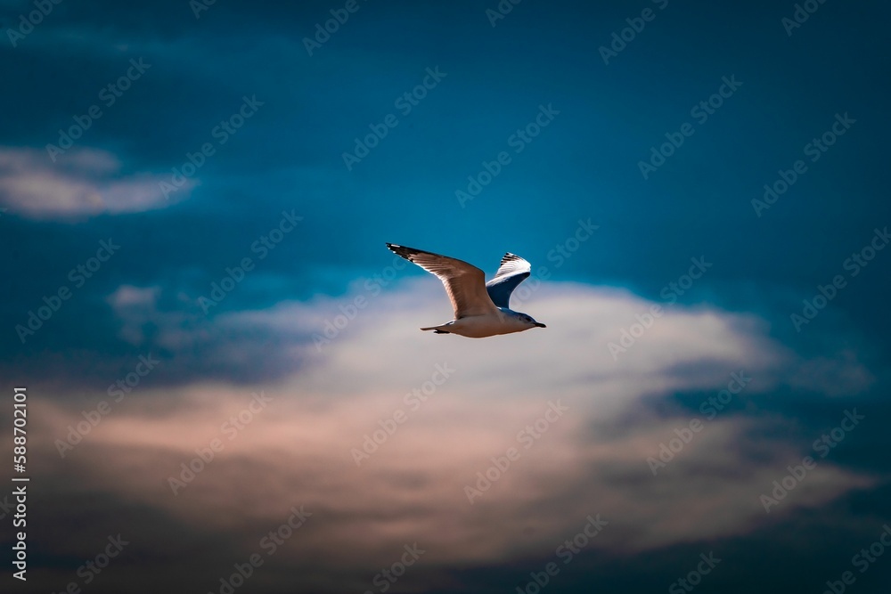 Fototapeta premium Closeup of a seagull in flight
