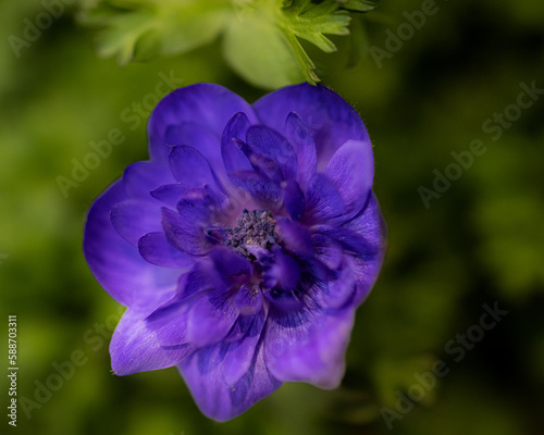  A blooming cobalt blue anemone with a green background