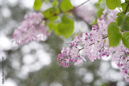 라일락, 수수꽃다리, Lilac, Syringa vulgaris, 라일락꽃 photo