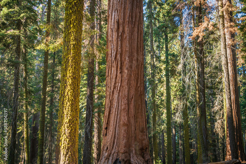 Trees in the Morning Sunlight, Sequoia National Park © Zack Frank