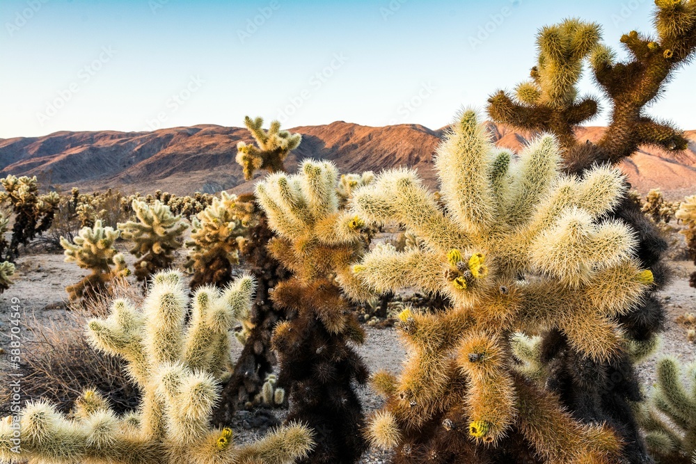 Cholla Cactus Garden at Sunrise in Joshua Tree National Park