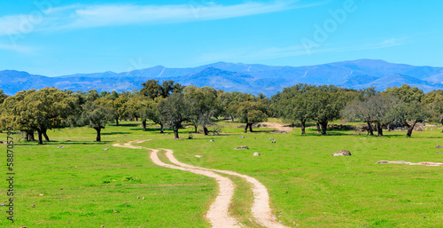 Beautiful landscape with way,  tree and mountain in the background (estramadura in Spain) photo