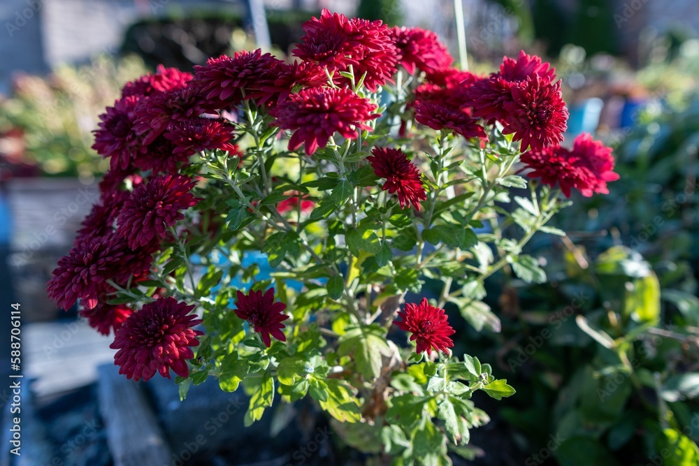 Closeup shot of blooming red roses