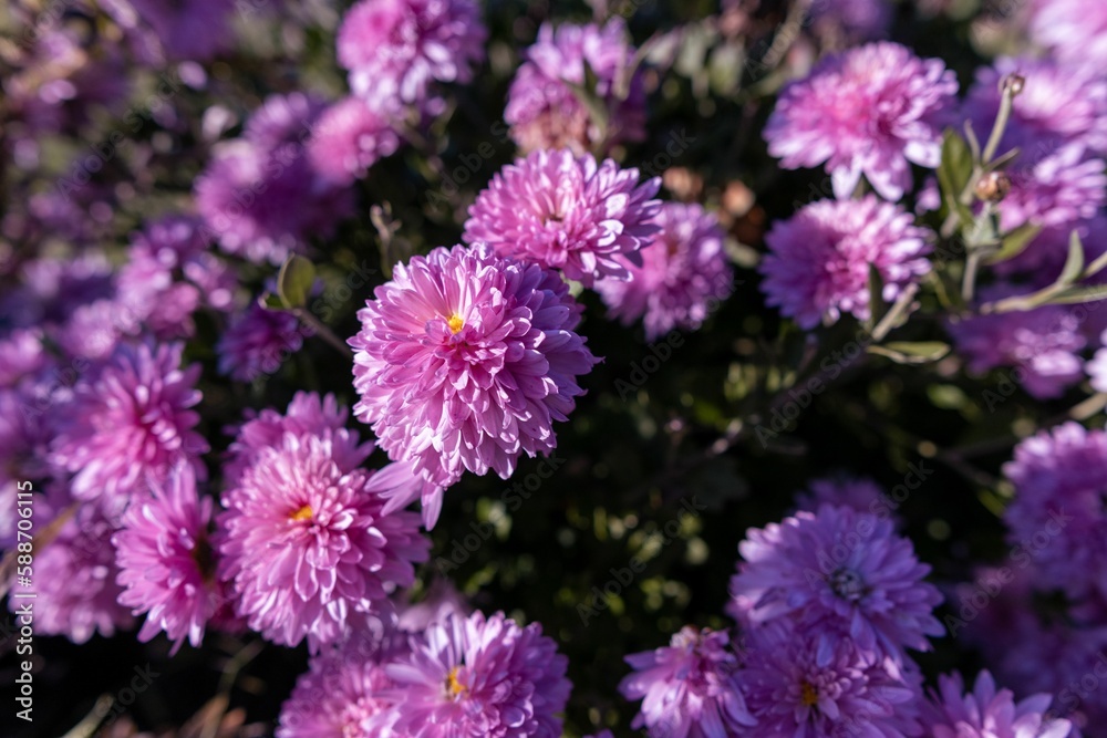 Closeup of purple chrysanthemum flowers on a sunny day in a garden, Pittsburgh, Pennsylvania, USA Closeup of purple chrysanthemum flowers on a sunny day in a garden, Pittsburgh, Pennsylvania, USA